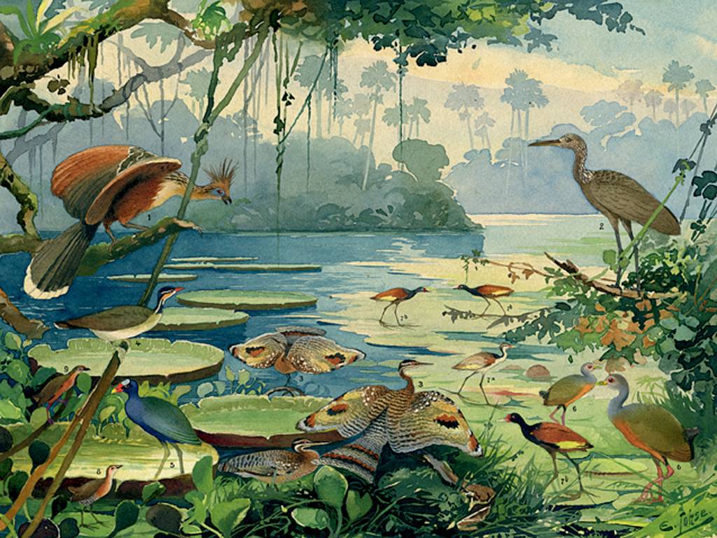 Catavento recebe mostra sobre biodiversidade amazônica com arte e ciência