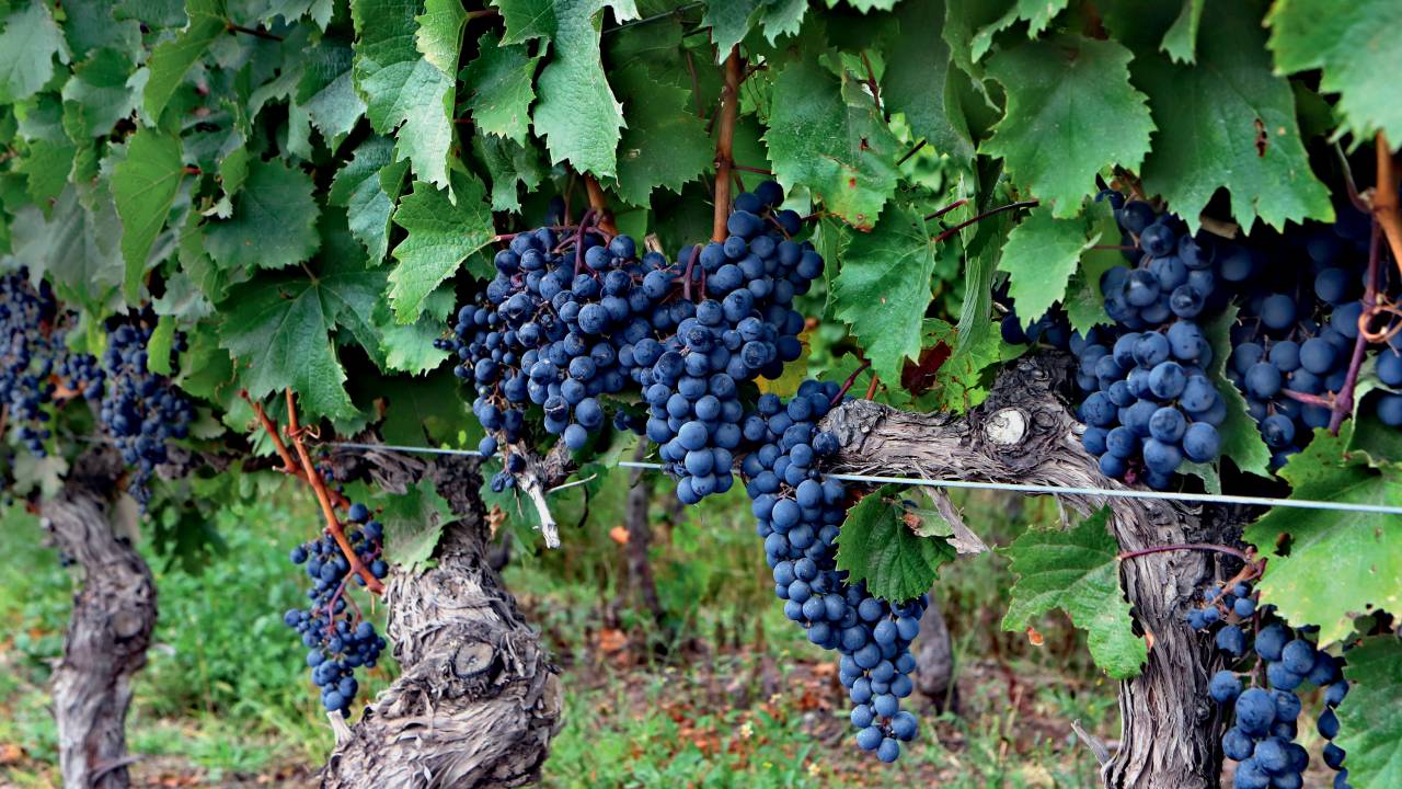 malbec-vinho