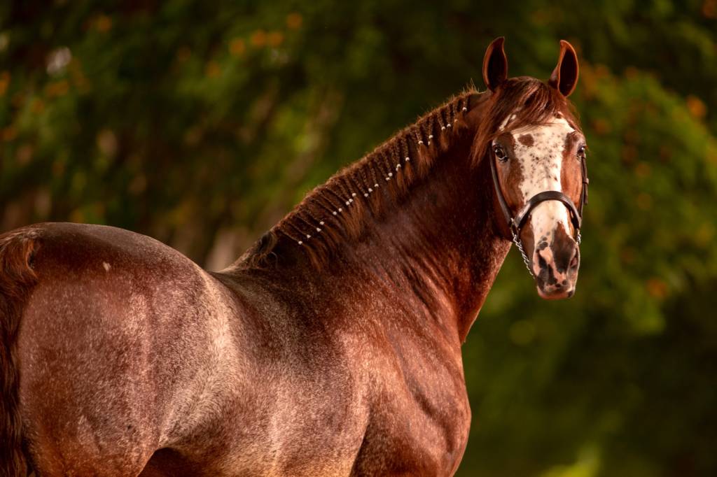 Mangalarga Week apresenta campeonato de cavalos no Parque da Água Branca