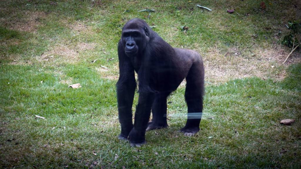 Animália Park abriga primeira família de gorilas