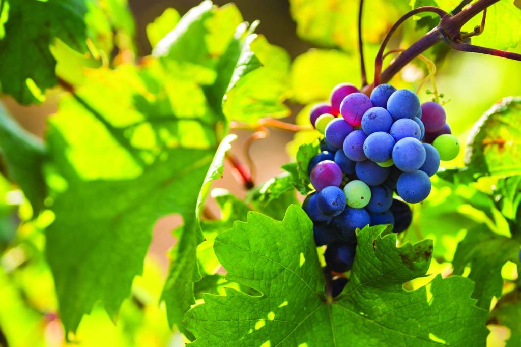 Vinhos tintos de uva com dois nomes conquistam os brasileiros
