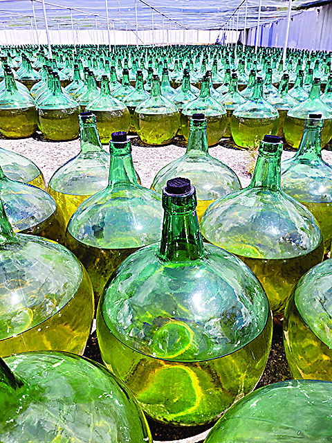 DeAlberto_3 Maturação do vinho fortificado Dorado, na De Alberto