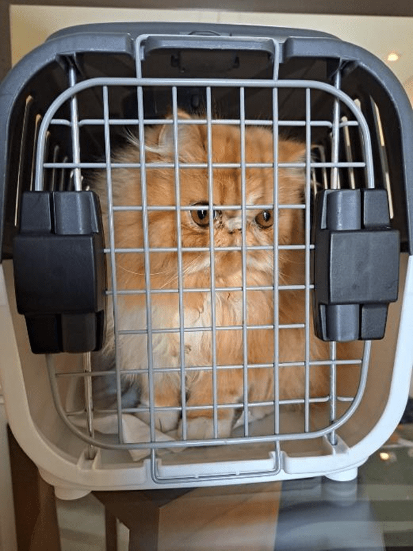 Saiba como transportar seu pet nos trens e metrô de São Paulo