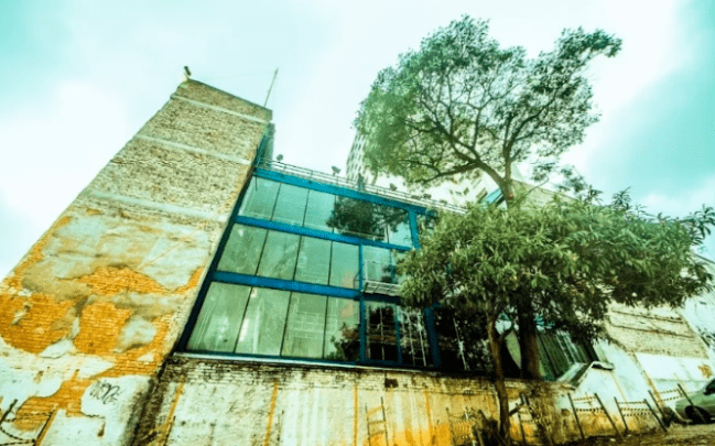Árvore de cesalpina que caiu no Teatro Oficina