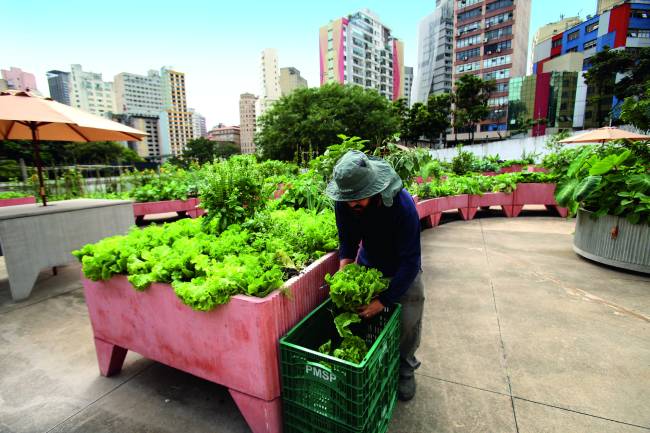 Horta da Cidade doa orgânicos que vão para o prato de população vulnerável