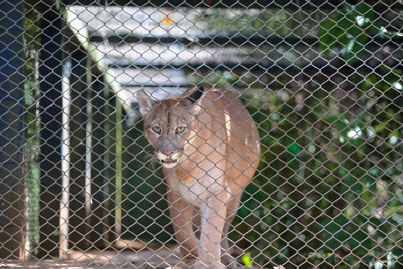 Onça, tucanos, bugios: Centro de Reabilitação de SP recebe e trata animais silvestres