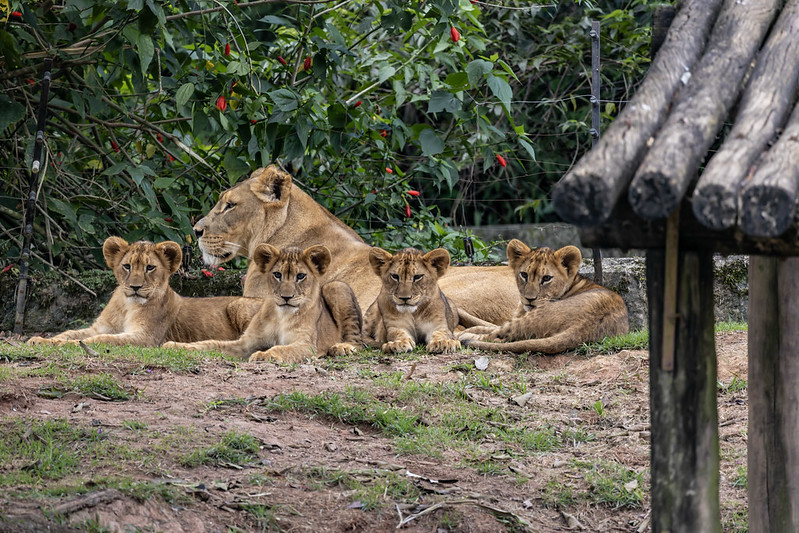 Quatro leoas bêbes chegam na área de visitação do Zoológico de SP