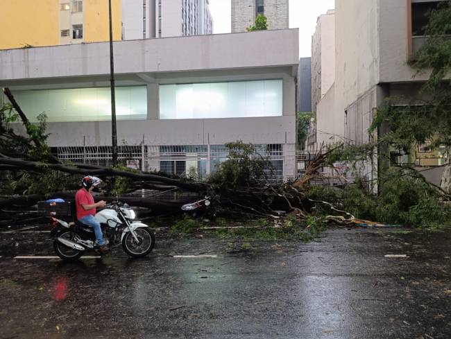 árvore caída Árvore caída em Higienópolis