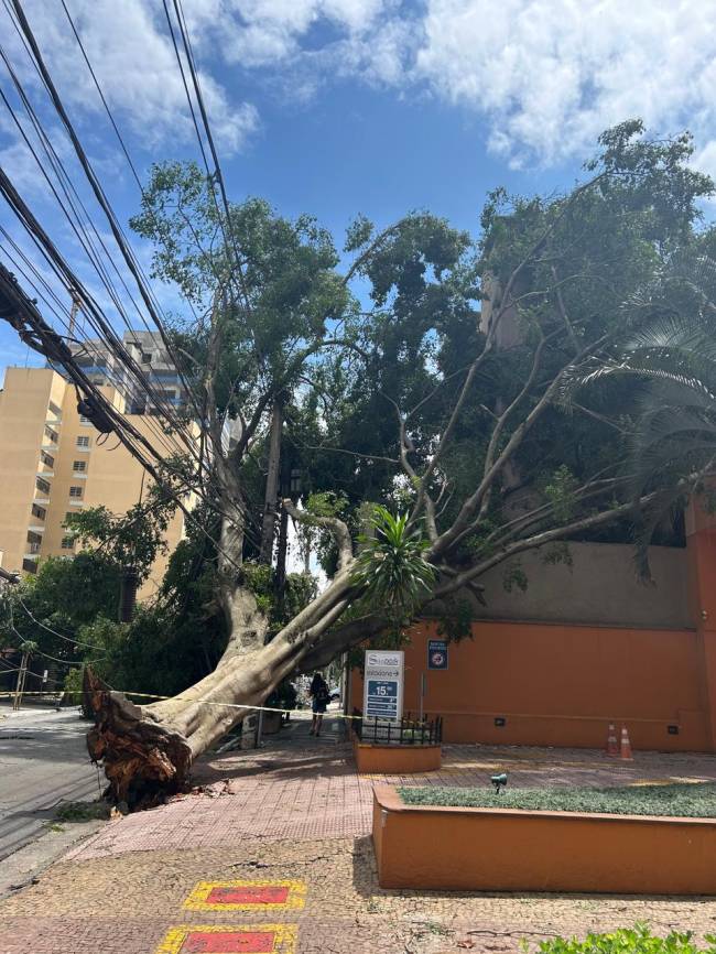 arvore-caida-pinheiros
