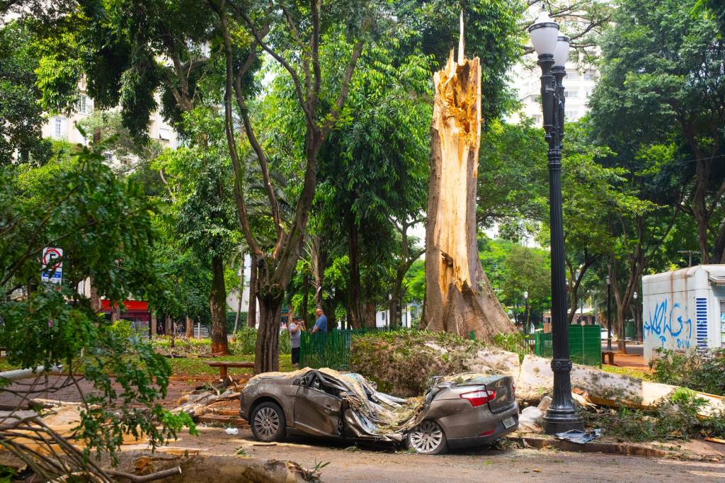 Chuva em SP: mais de 300 árvores caem, incluindo terceira mais antiga da cidade
