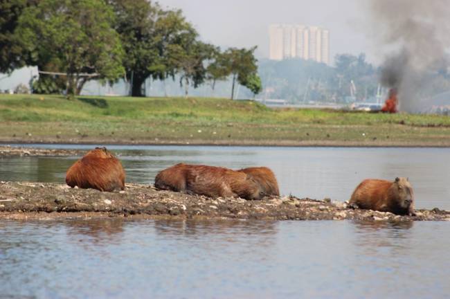 Capivaras Represa de Guarapiranga capivaras-represa-guarapiranga