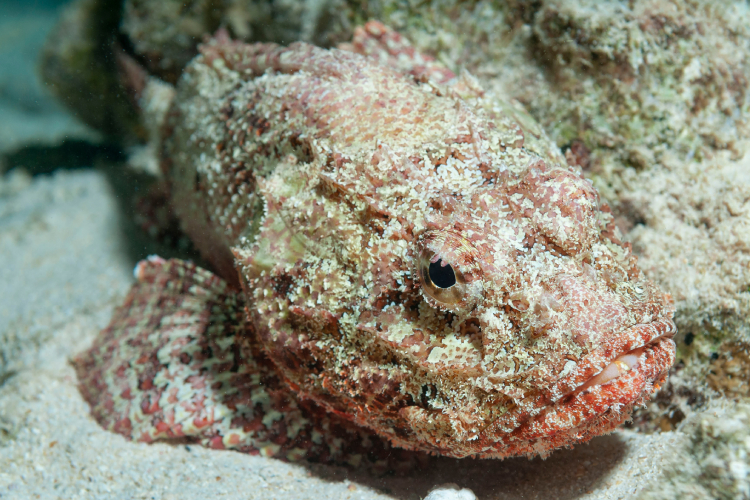 Conheça quatro espécies brasileiras de peixes peçonhentos