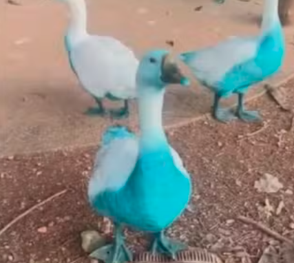 Patos, peixes e capivaras azuis: corante vaza em rio de Jundiaí (SP) e contamina região