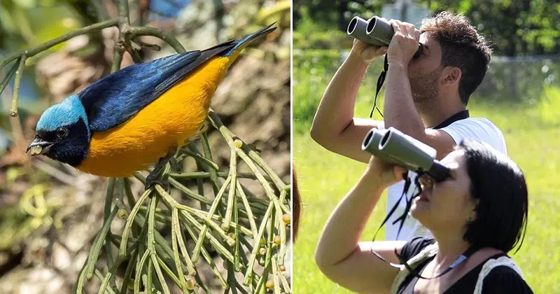 Roteiro de observação de pássaros reúne opções de passeios em SP