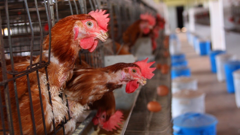 Gripe aviária: confira histórico de casos da doença em São Paulo