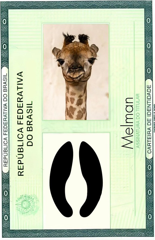 Girafa nascida no Zoológico de São Paulo ganha nome após votação