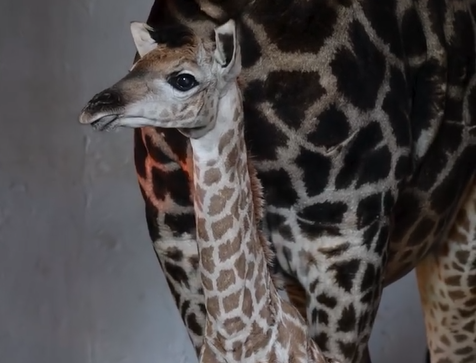 Zoo de São Paulo abre concurso para escolher nome de bebê girafa