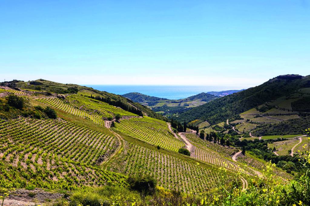 Descubra os segredos dos vinhos tintos do sul da França