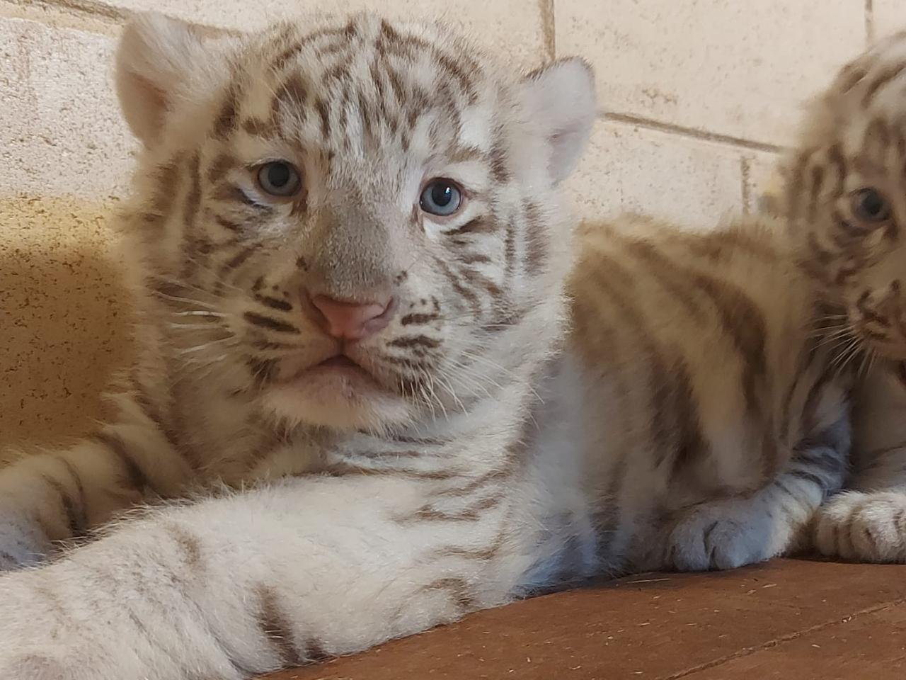 Três tigres brancos raros nascem em parque da Grande SP