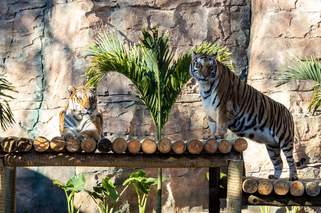 Tigres-de-bengala ganham espaço especial no Zoológico de SP
