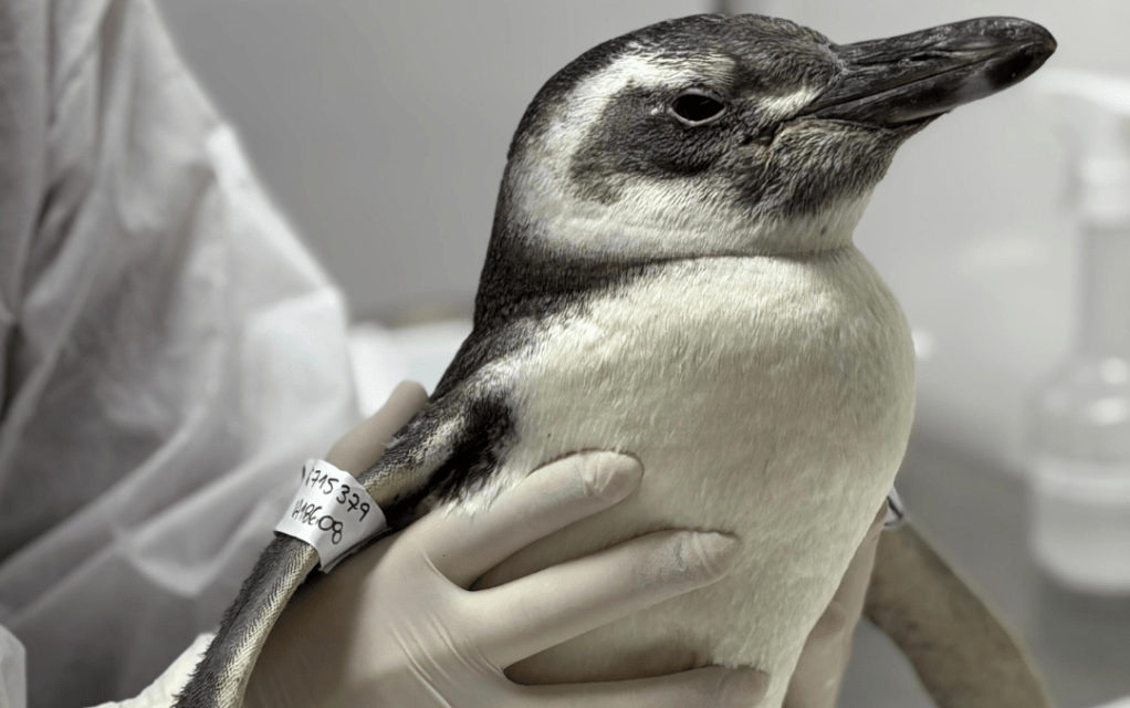 Em quatro dias, 65 pinguins são encontrados mortos no litoral de SP