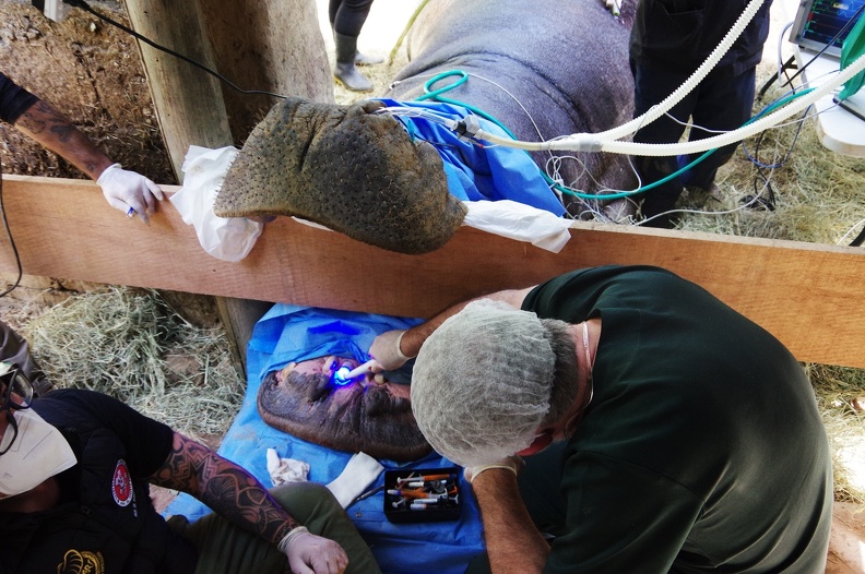 Hipopótamo de 1 tonelada passa por raro tratamento de canal em Campinas
