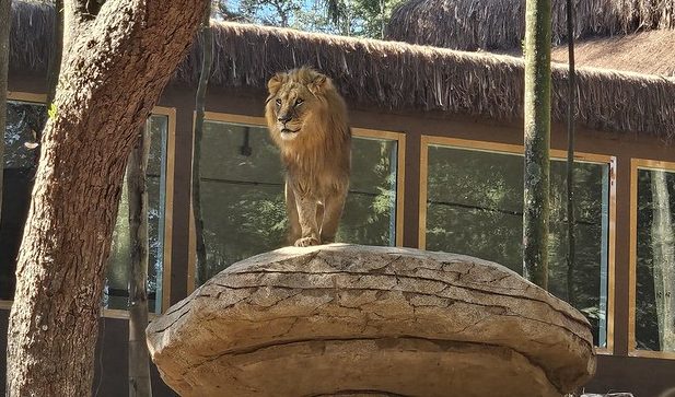 simba-safari