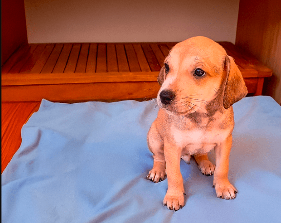 Dia Mundial do Cachorro: hotel oferece yoga e adoção de pets em São Paulo