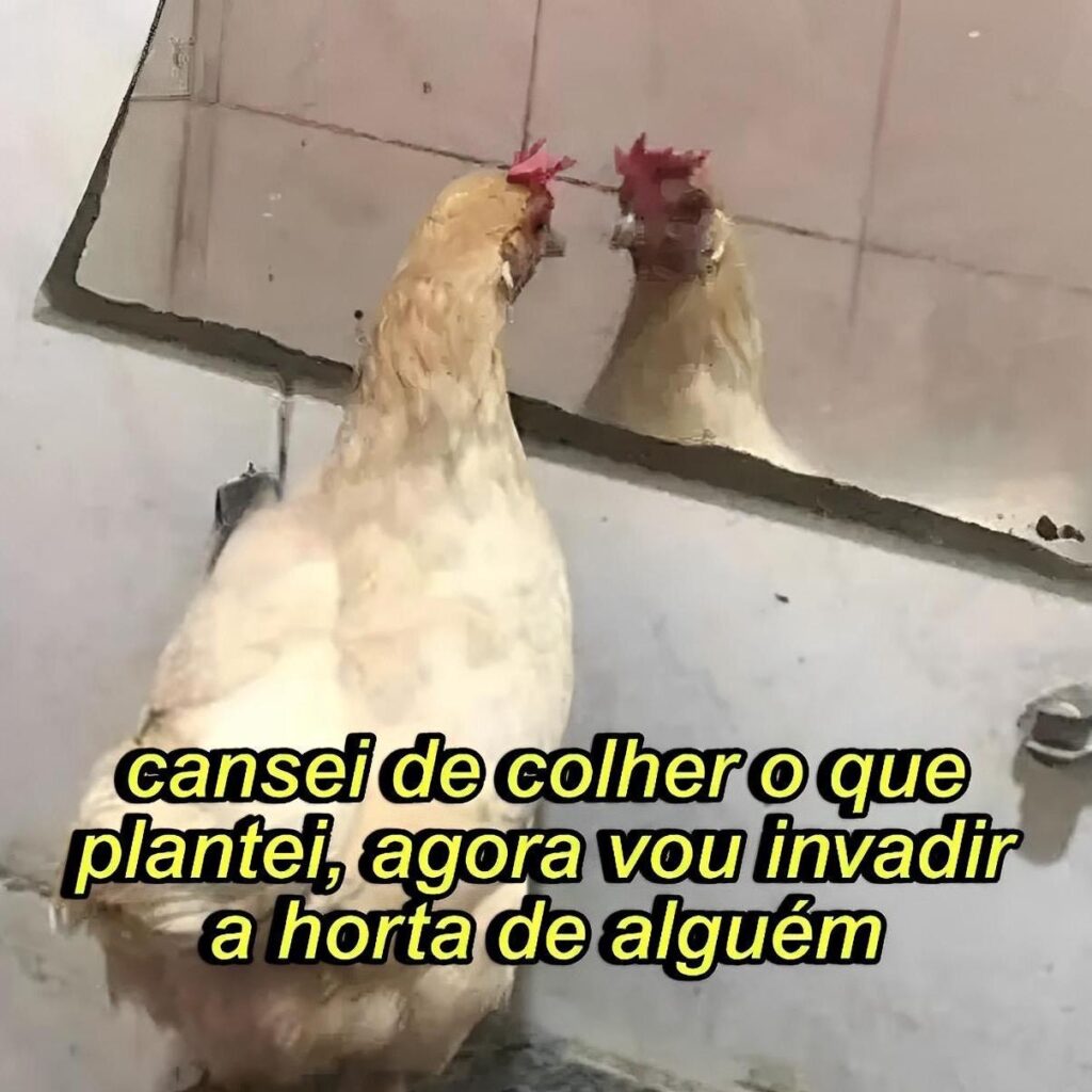 Por dentro da grande exposição sobre memes do CCBB