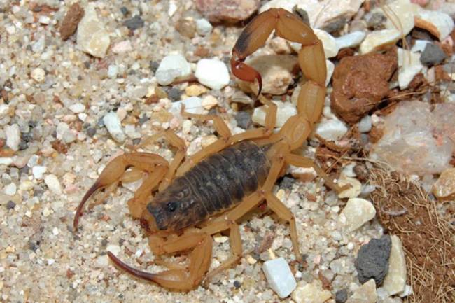 Escorpião Escorpião