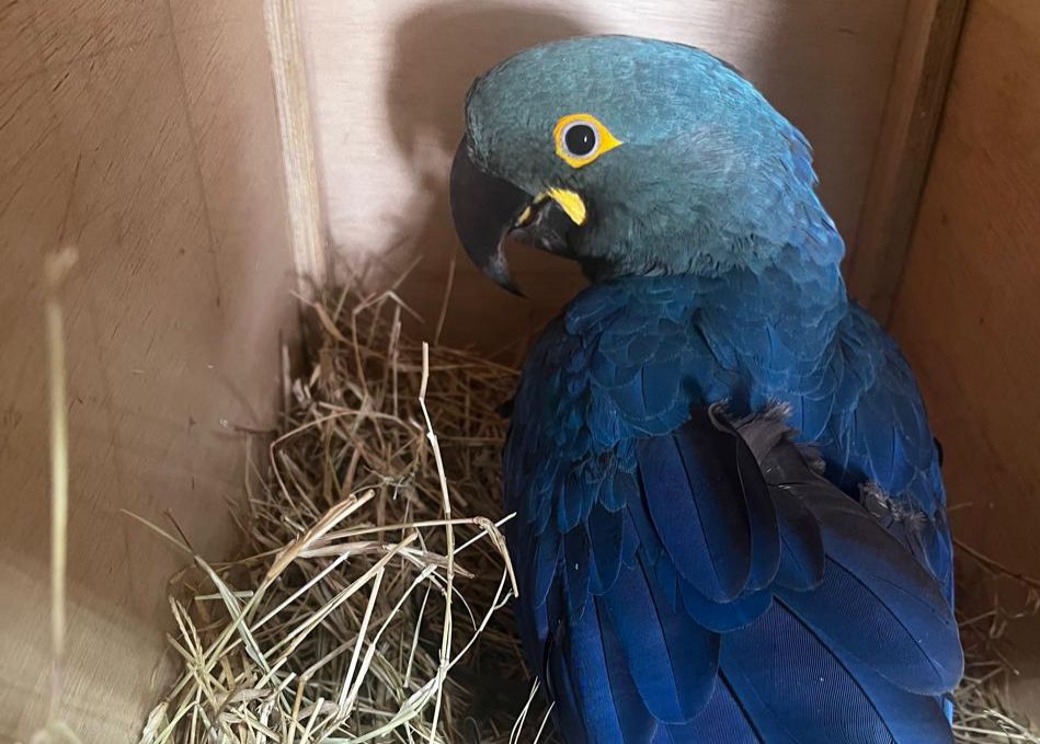 Ave de espécie rara nascida em SP será solta no interior da Bahia