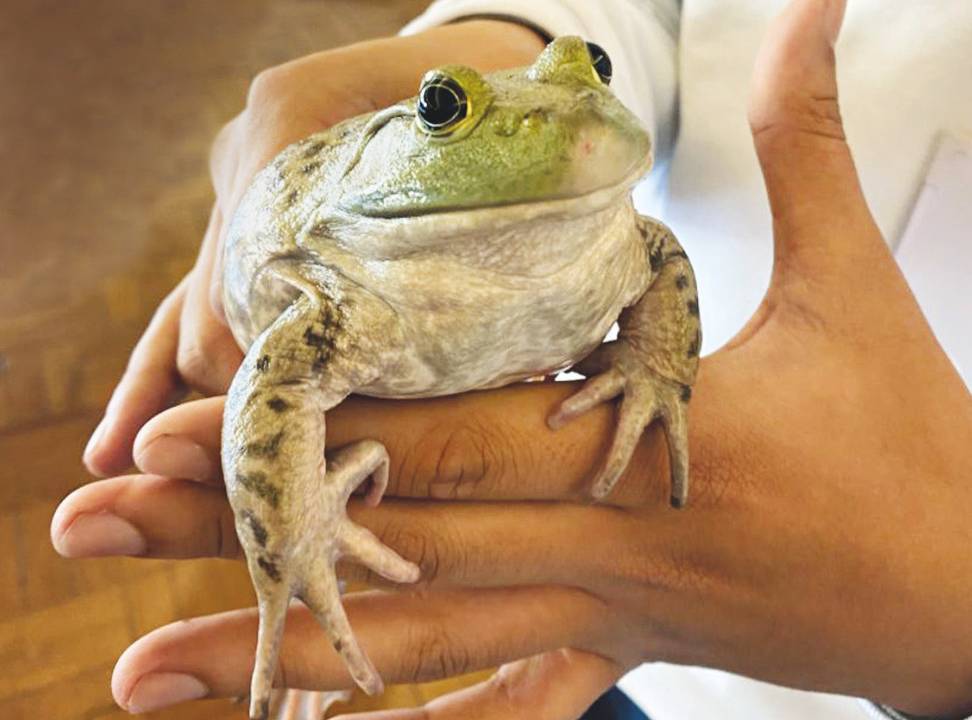 Museu da imaginação: Rã-touro e muitos outros animais na programação