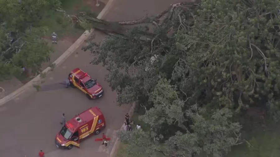 Árvore de grande porte cai no Parque Ibirapuera e deixa três feridos
