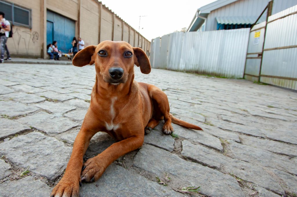 Ranking Caramelo: confira as regiões de SP com melhor qualidade de vida aos cães