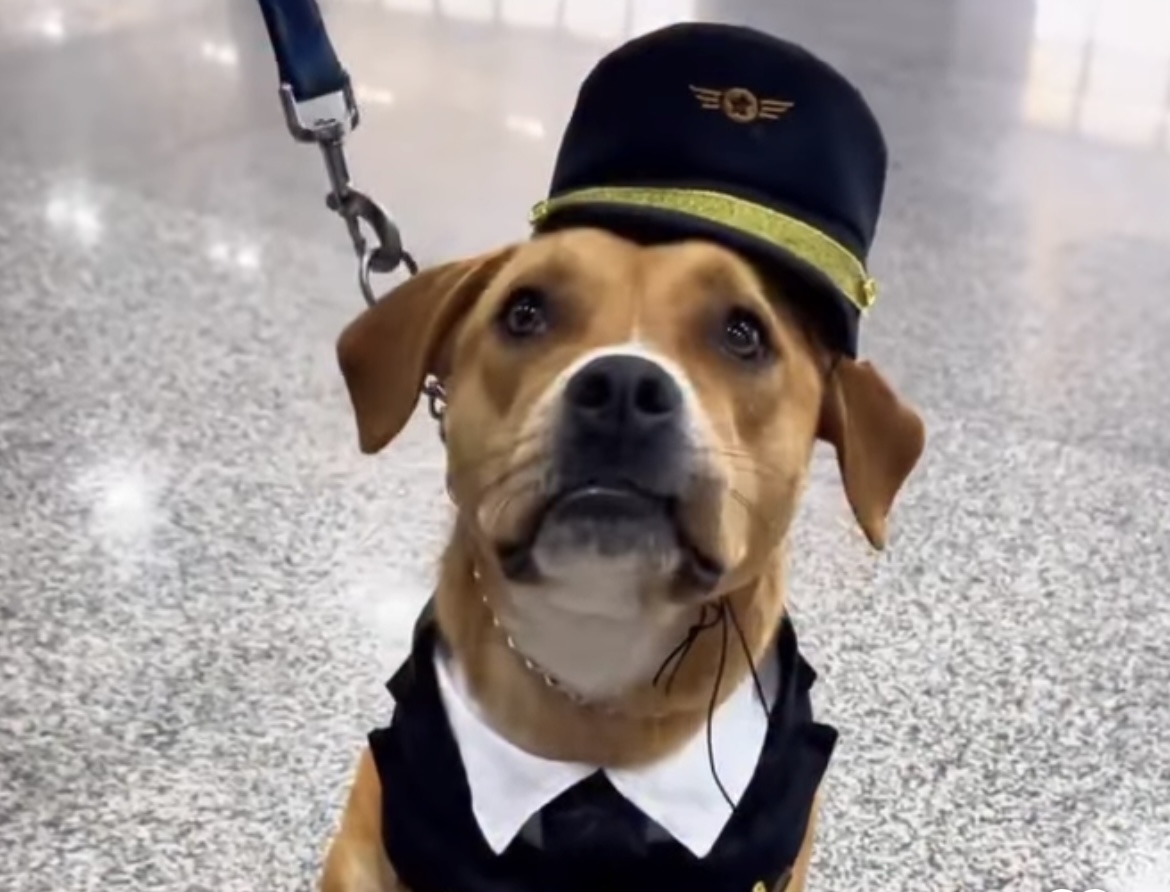 Cachorra encontrada sozinha vira mascote do Aeroporto de Guarulhos