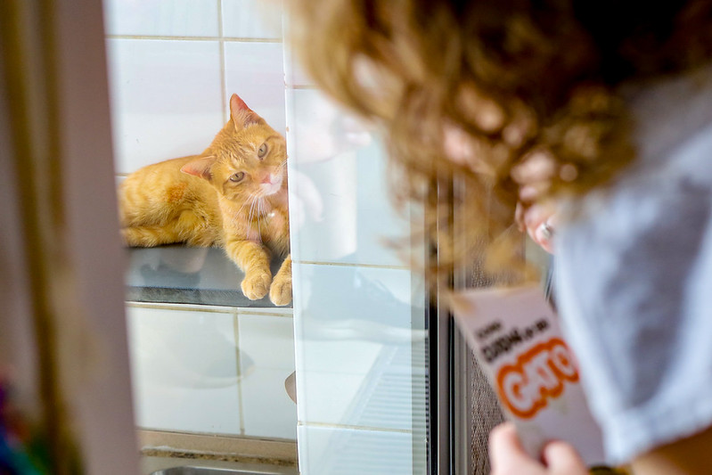 Quer adotar um gato? Evento reúne felinos neste sábado em São Paulo