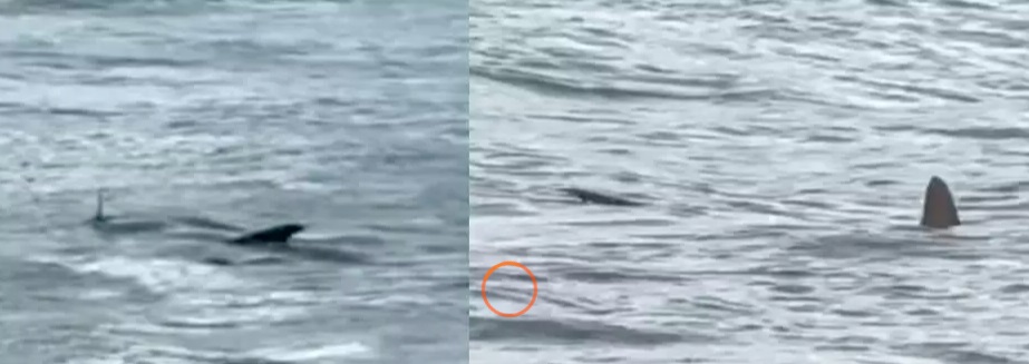Tubarão é flagrado nadando próximo a banhistas na Praia das Astúrias
